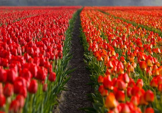 Holland Tulpen